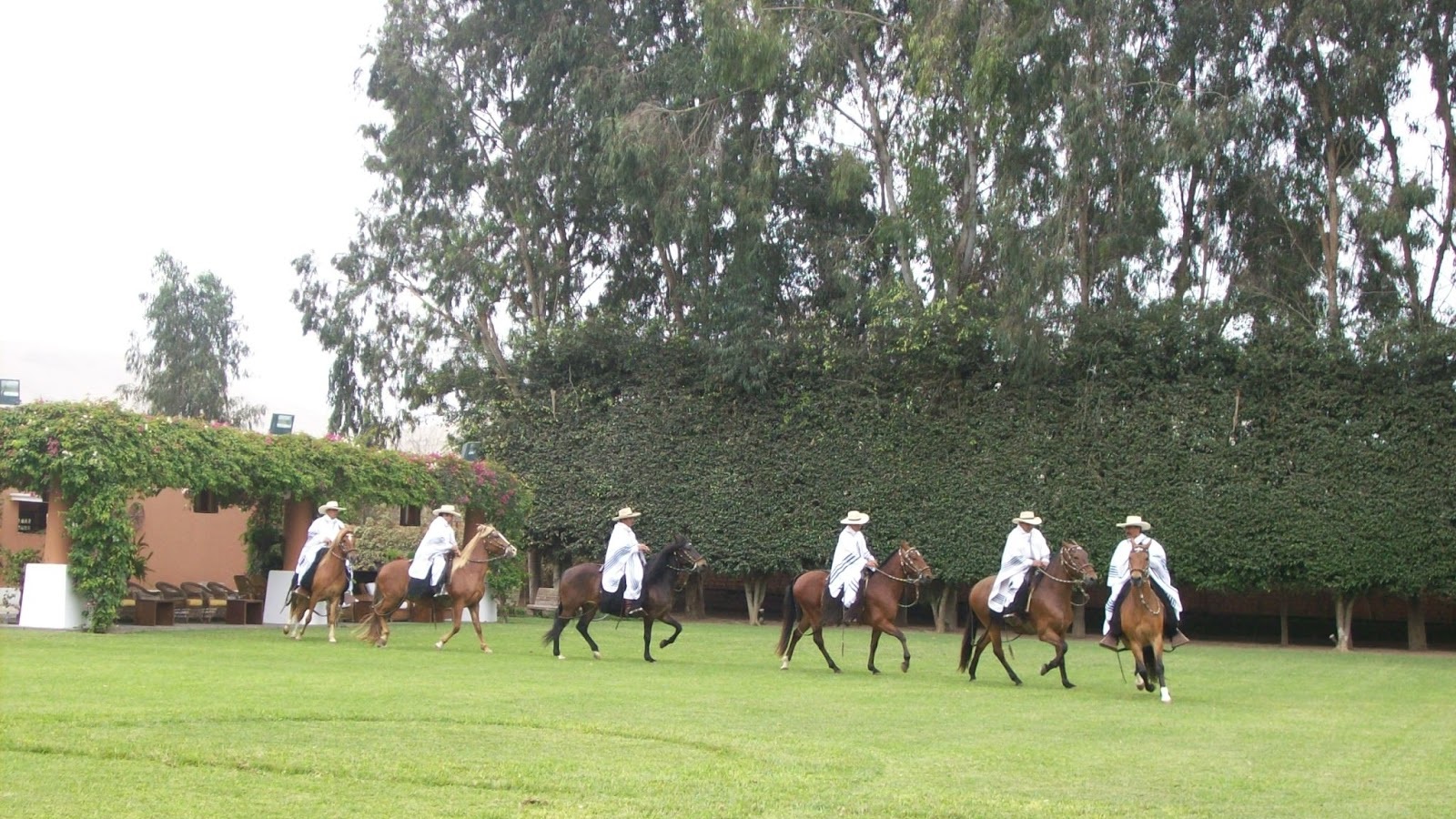 Foto 3 de Espetáculo dos cavalos de paso